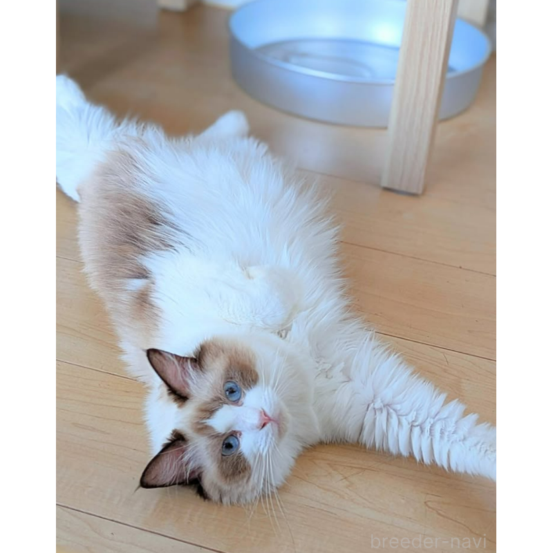 ボタンちゃん1枚目